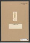 Plagiogramma spectabile Grev. (de-Toni-Nr.: Genus 83, Species 2936) Zeichnungen Sammlung Grunow Nr. 5931 (NHMW-BOT-W0374398)